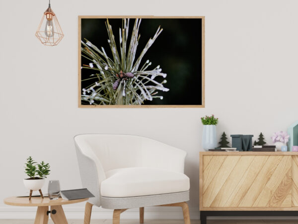 Dewy Winter Pine 1