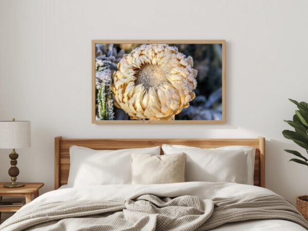 Ice Queen Strawflower 1
