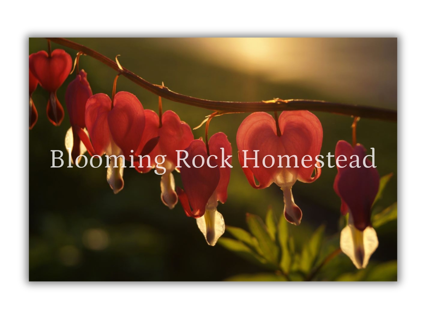 Dusk Bleeding Heart - Floral Photography Digital Print