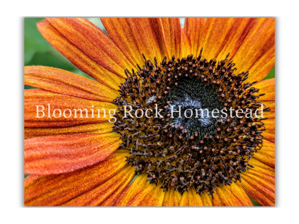 Autumn Speckled Sunflower - Floral Photography Digital Print