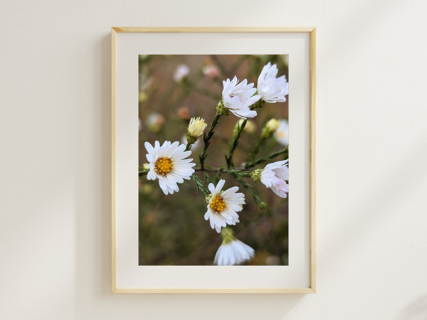 Breezy Ox-Eye Daisy 1