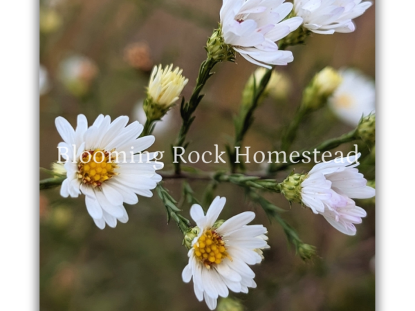 Breezy Ox-Eye Daisy - Floral Photography Digital Print