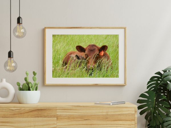 Cuddly Cattle 1