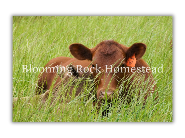 Cuddly Cattle - Floral Photography Digital Print