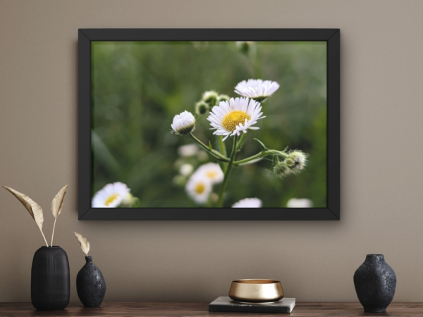 Dancing Ox-Eye Daisy 1